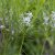Amsonia hubrichtii