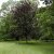 Fagus sylvatica Riversii