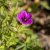 Geranium hybr. JS ® Matu Vu