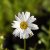Leucanthemum vulgare