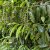 Prunus laurocerasus Caucasica