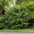Prunus laurocerasus Caucasica
