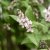 Deutzia scabra Codsall Pink