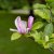 Magnolia liliiflora George Henry Kern