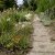 Filipendula vulgaris