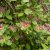 Lonicera x heckrottii Goldflame