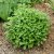 Clinopodium (Calamintha) nepeta Marvelette White