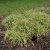 Carex Silver Sceptre