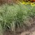 Carex comans Amazon Mist