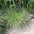 Miscanthus sinensis Yakushima Dwarf
