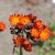 Pilosella aurantiaca (Hieracium aurantiacum)