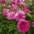 Rosa bourbon Farmor Selma