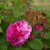 Rosa bourbon Farmor Selma