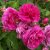 Rosa bourbon Farmor Selma