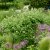 Amorpha canescens