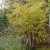 Betula ermanii Klenod ® E