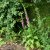 Digitalis purpurea