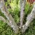 Betula ermanii Klenod ® E