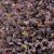 Acaena inermis Purpurea