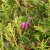 Erica carnea Foxhollow