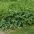 Eryngium giganteum Silver Ghost