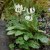 Erythronium oregonum White Beauty