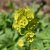 Euphorbia amygdaloides subsp. robbiae