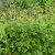 Geranium phaeum
