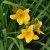 Hemerocallis lilioasphodelus