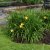 Hemerocallis lilioasphodelus