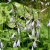 Hosta ventricosa