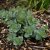Hylotelephium telephium subsp. ruprechtii Hab Gray