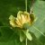 Liriodendron tulipifera