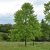 Liriodendron tulipifera