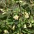 Lonicera caerulea Falun E