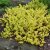Lysimachia nummularia Goldilocks