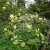 Magnolia Yellow Lantern