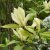 Magnolia Yellow Lantern