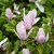 Magnolia liliflora George Henry Kern