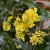 Mahonia aquifolium