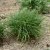 Miscanthus sinensis Yakushima Dwarf
