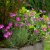 Dianthus gratianopolitanus Feuerhexe (Firewitch)