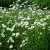 Leucanthemum vulgare