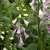 Digitalis purpurea Foxy