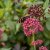 Centranthus ruber
