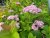 Spiraea betulifolia Pink Sparkler ®