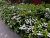 Spiraea betulifolia Tor, Björkspirea