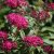 Spiraea japonica Anthony Waterer, Rosenspirea, 30-40 C3