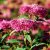 Spiraea japonica Anthony Waterer, Rosenspirea, 30-40 C3