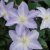 Clematis patens Spotlight ®